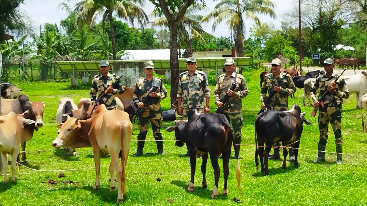 अंतरराष्ट्रीय सीमा के पास बीएसएफ द्वारा बचाए गए मवेशियों की तस्वीर। अंतरराष्ट्रीय सीमा के पास बीएसएफ द्वारा बचाए गए मवेशियों की तस्वीर।