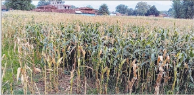 बेमौसम बारिश से मक्के की फसल बर्बाद। बेमौसम बारिश से मक्के की फसल बर्बाद।