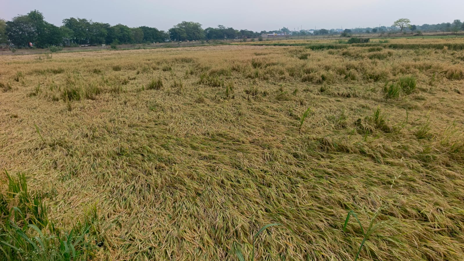 खेतों में इस तरह से गिर गई है धान फसल। खेतों में इस तरह से गिर गई है धान फसल।