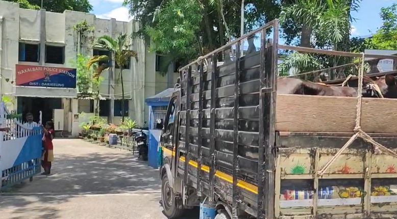 एसएसबी की कार्रवाई में आठ मवेशी जब्त एसएसबी की कार्रवाई में आठ मवेशी जब्त