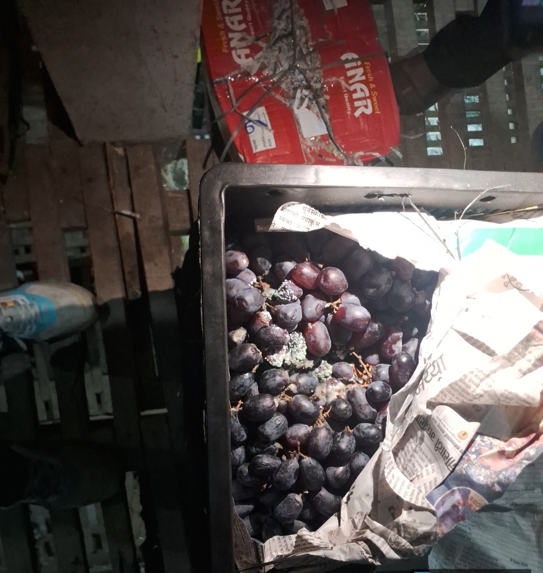 फूड सेफ्टी टीम ने एक हजार किलो सेब और 250 किलो कीवी करवाई गई नष्ट