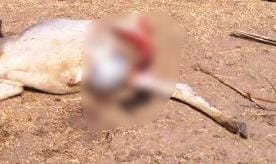 ठाकुरद्वारा के गांव चावड़ के जंगल में तेंदुए ने किया गाय का शिकार ठाकुरद्वारा के गांव चावड़ के जंगल में तेंदुए ने किया गाय का शिकार