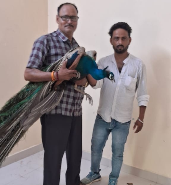 घायल पक्षी मोर को लिए वन दरोगा अरुण तिवारी व दशरथ यादव घायल पक्षी मोर को लिए वन दरोगा अरुण तिवारी व दशरथ यादव