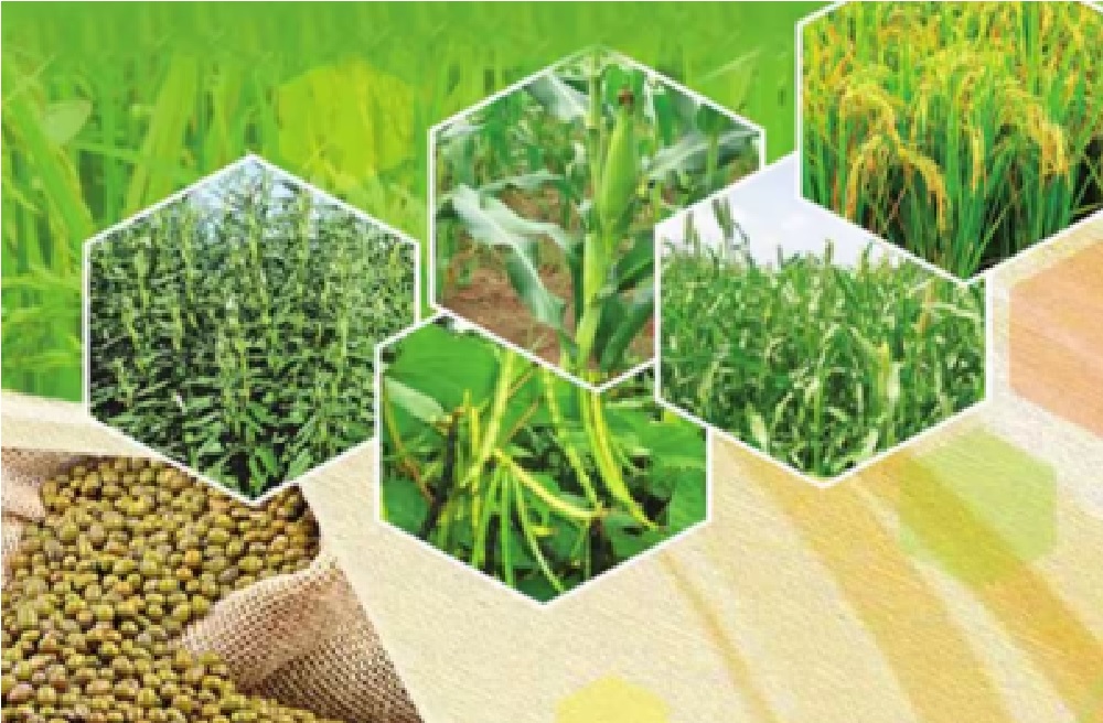 kharif