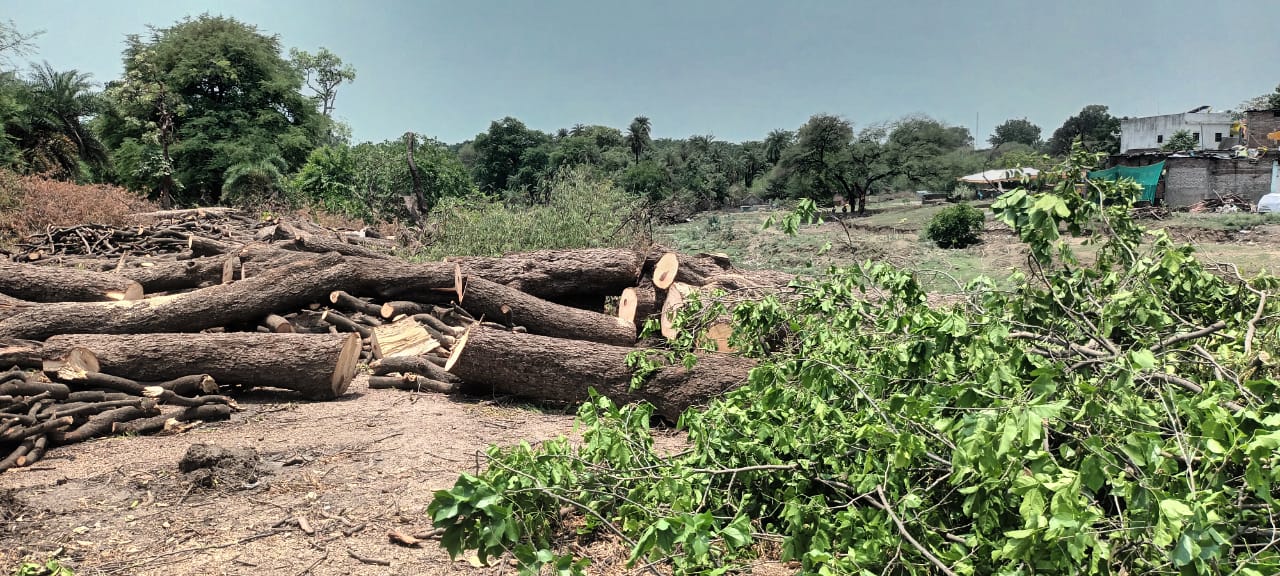 विशालकाय पेड़ काटे,फर्जी अनुमति के सहारे विशालकाय पेड़ काटे,फर्जी अनुमति के सहारे