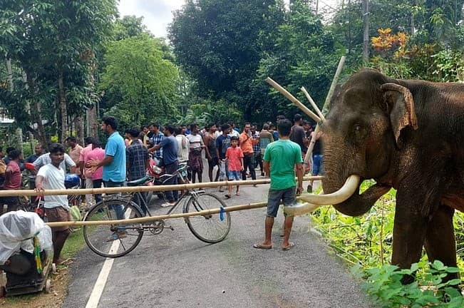 हाथी ने तीन लोगों को कुचल कर मारा हाथी ने तीन लोगों को कुचल कर मारा