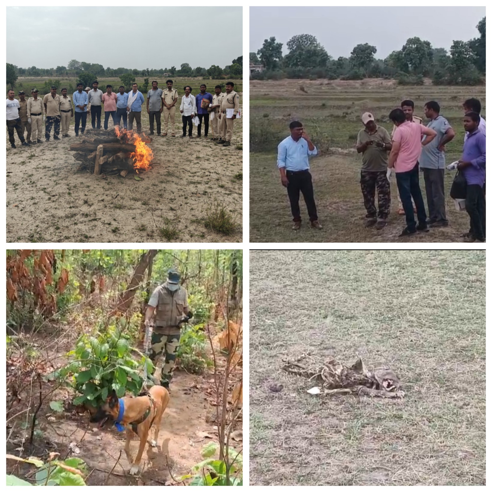 तेन्दुओं का कब्रगाह बना बांधवगढ़ टाइगर रिजर्व 2 दिन में 2 तेन्दुओ के कंकाल मिले तेन्दुओं का कब्रगाह बना बांधवगढ़ टाइगर रिजर्व 2 दिन में 2 तेन्दुओ के कंकाल मिले
