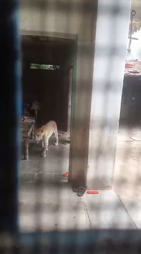 भीलवाड़ा के आसींद में लेपर्ड का कहर, 2 किमी क्षेत्र में मचाया आतंक, बच्चा समेत 8 लोगों पर हमला भीलवाड़ा के आसींद में लेपर्ड का कहर, 2 किमी क्षेत्र में मचाया आतंक, बच्चा समेत 8 लोगों पर हमला