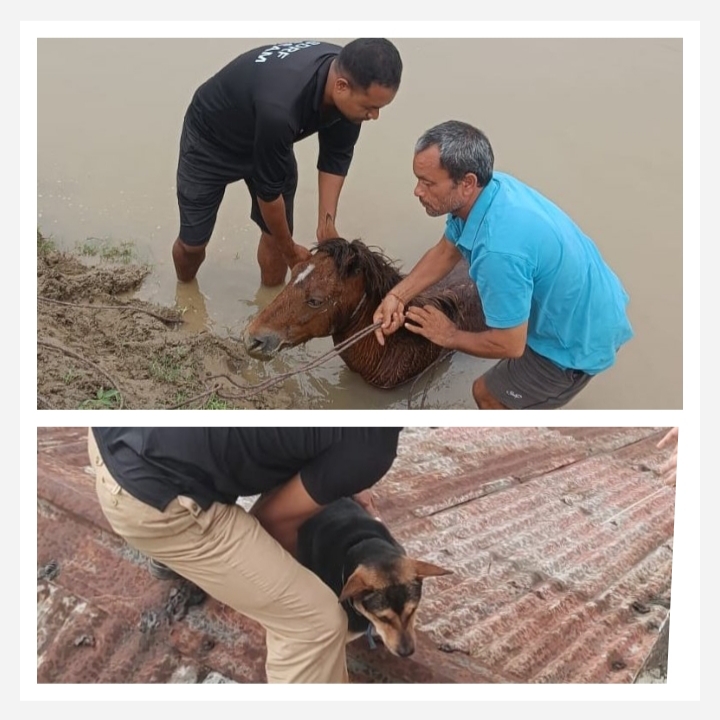 एसडीआरएफ के जवान बाढ़ से कुत्ते और घोड़े को बचाते हुए। एसडीआरएफ के जवान बाढ़ से कुत्ते और घोड़े को बचाते हुए।