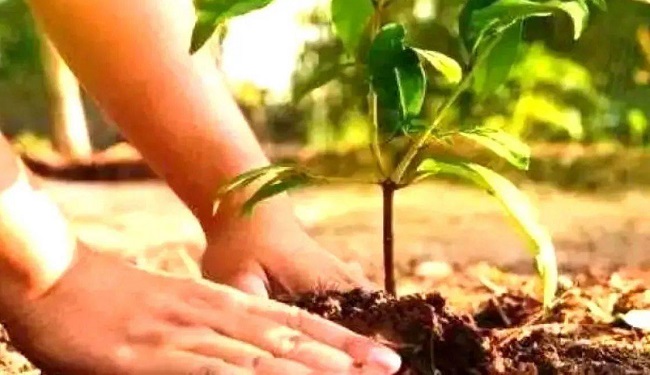 पौधरोपण (प्रतीकात्मक तस्वीर) पौधरोपण (प्रतीकात्मक तस्वीर)