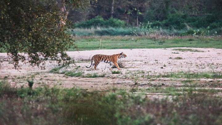 बालाघाट जिले का सोनेवानी जंगल