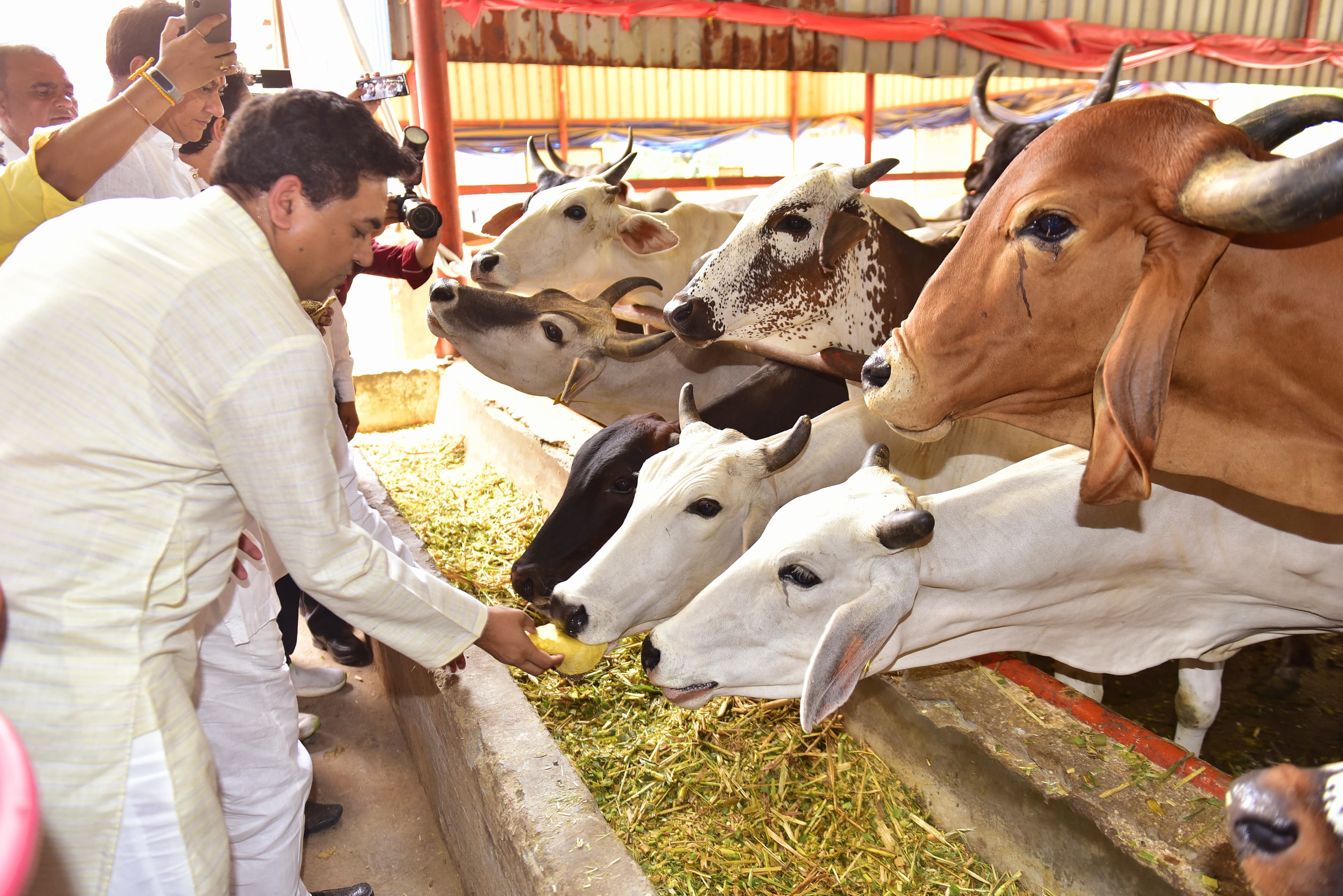 बवाना की श्रीकृष्ण गौशाला में गुरुवार को गायों की सेवा करते मंत्री कपिल मिश्रा बवाना की श्रीकृष्ण गौशाला में गुरुवार को गायों की सेवा करते मंत्री कपिल मिश्रा
