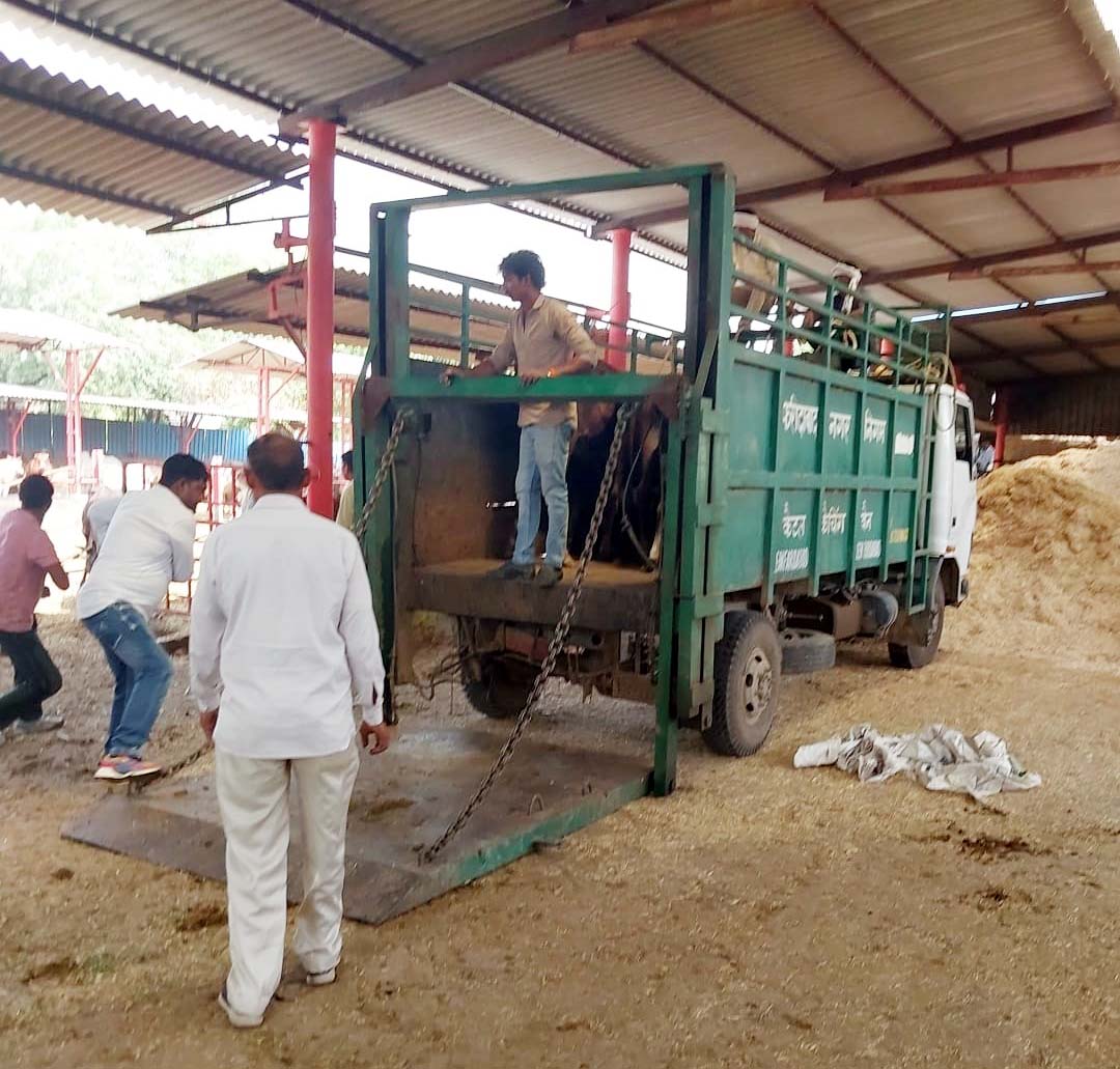 गौवंश को स्थनांतरित करते कर्मचारी गौवंश को स्थनांतरित करते कर्मचारी