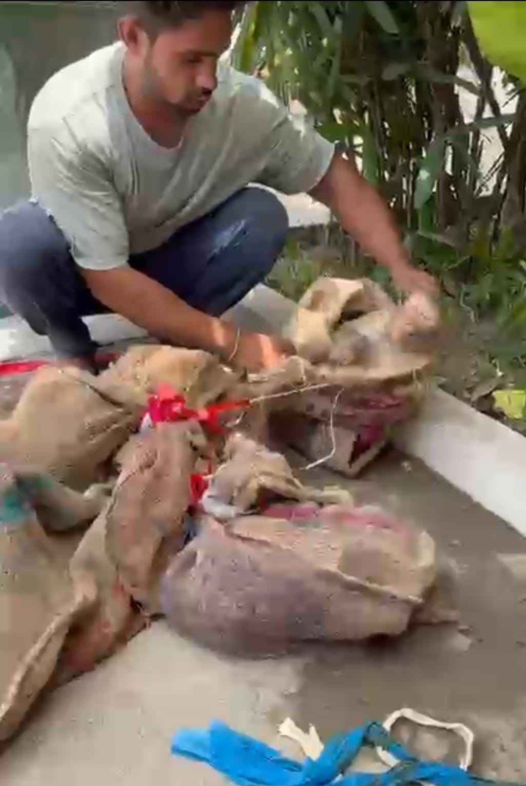 बोरियों में बंद किए गए बंदर। बोरियों में बंद किए गए बंदर।