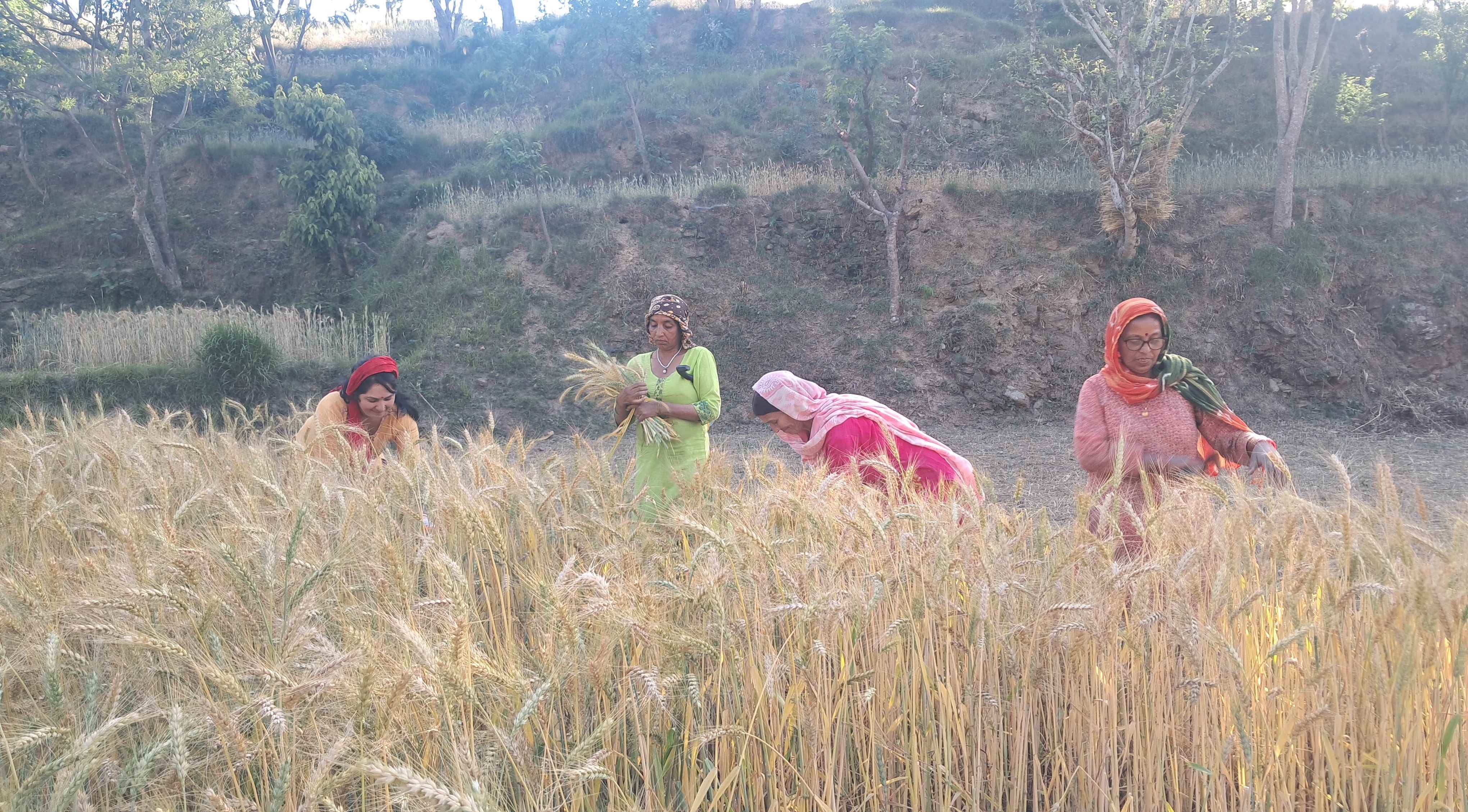 किसानों को मेहनत की कमाई के मिल रहे हैं अच्छे दाम। किसानों को मेहनत की कमाई के मिल रहे हैं अच्छे दाम।