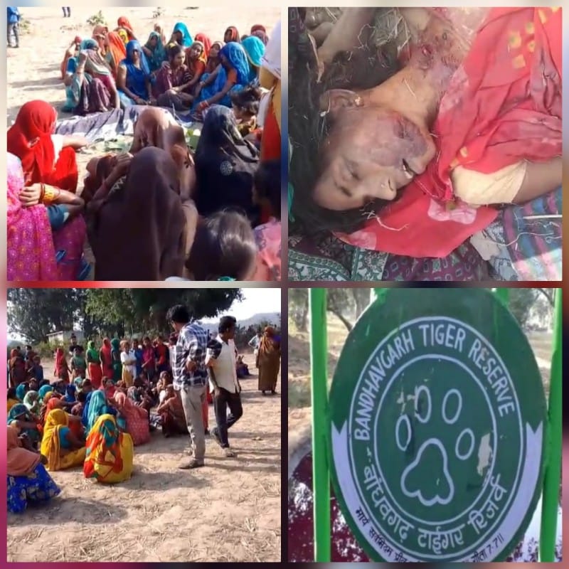 बाघ के हमले से महिला की मौत शौच के लिये गई थी महिला बाघ के हमले से महिला की मौत शौच के लिये गई थी महिला