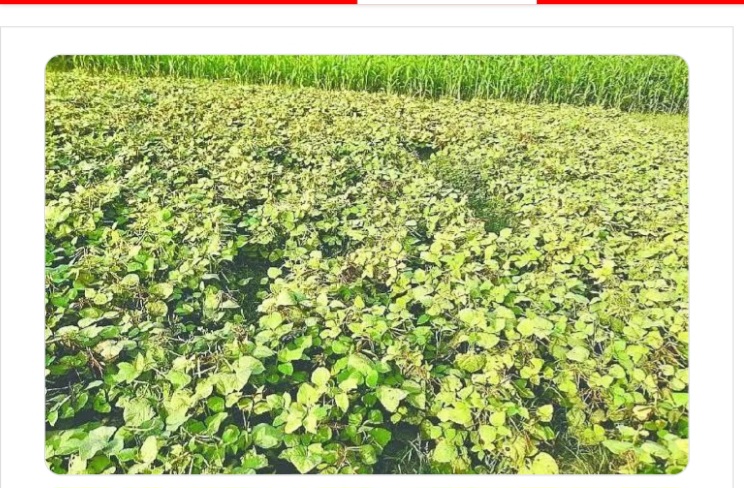 नालंदा में बिमारी प्रकोप से नष्ट फसल नालंदा में बिमारी प्रकोप से नष्ट फसल