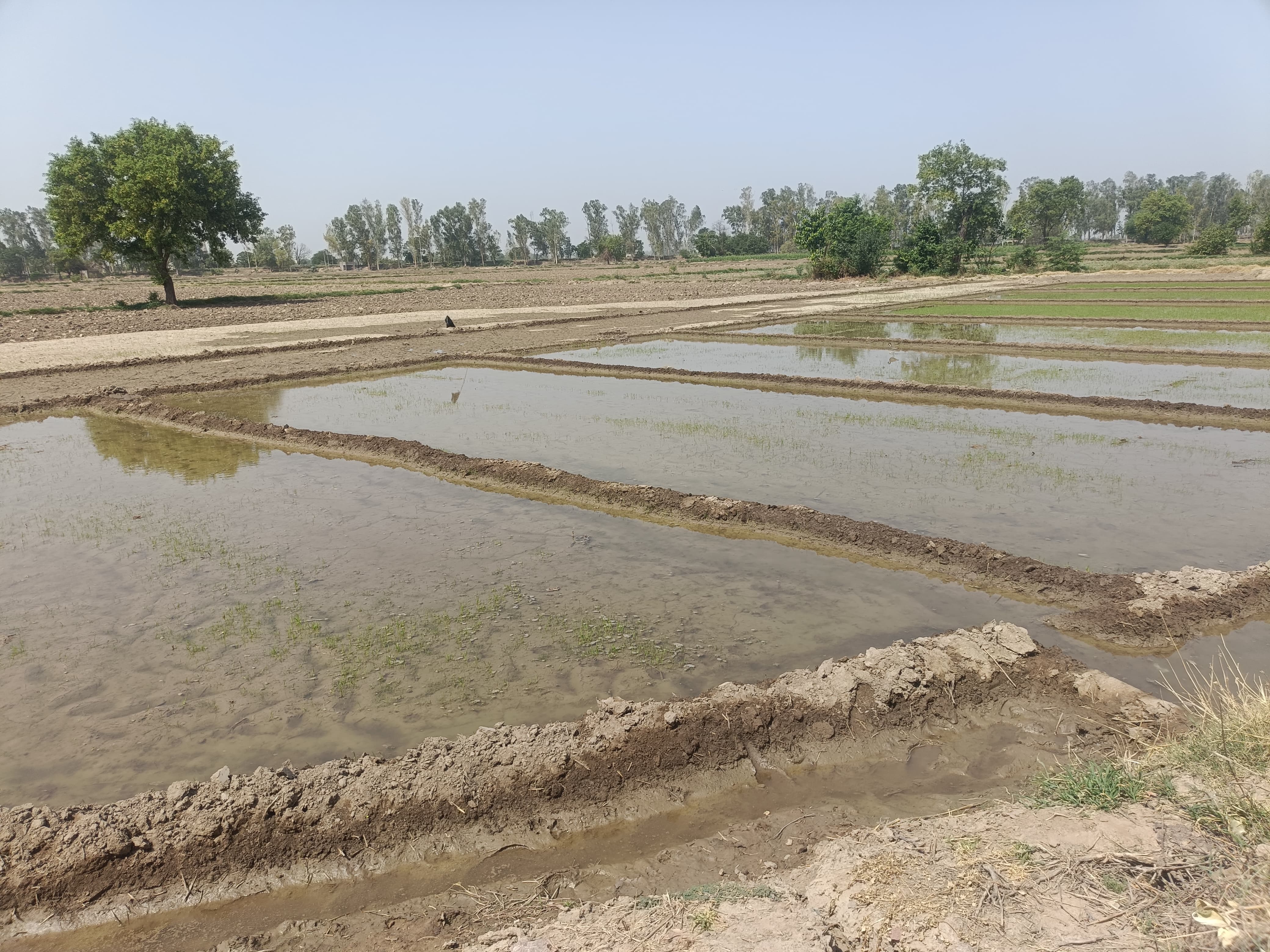 खेत में लगी धान की पनीरी खेत में लगी धान की पनीरी