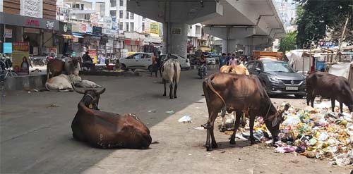 आवासीय कॉलोनियों में मवेशियों का जमावडा आवासीय कॉलोनियों में मवेशियों का जमावडा