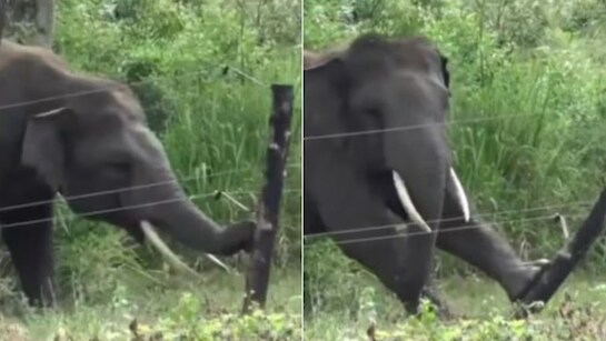 हाथियों के आतंक से बचने के लिए लगाया गया फेसिंग हाथियों के आतंक से बचने के लिए लगाया गया फेसिंग