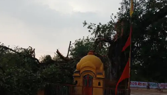 नगर परिषद लिधौरा में बरगद का पेड़ गिरा नगर परिषद लिधौरा में बरगद का पेड़ गिरा