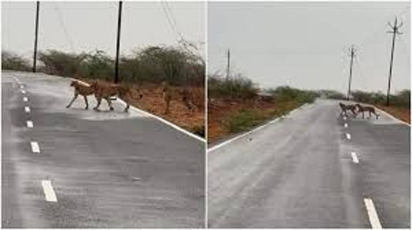कूनो से निकलकर मुरैना पहुंचे पांच चीतेान कूनो से निकलकर मुरैना पहुंचे पांच चीतेान