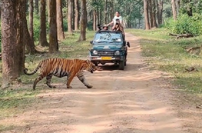 कान्हा टाइगर रिजर्व (फाइल फोटो) कान्हा टाइगर रिजर्व (फाइल फोटो)
