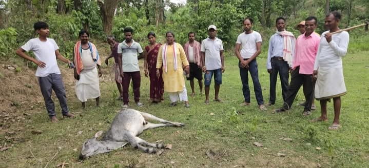 घटनास्थल पर मृत मवेशी का जायजा लेते गांव पहुंची आरती कुजूर व ग्रामीण घटनास्थल पर मृत मवेशी का जायजा लेते गांव पहुंची आरती कुजूर व ग्रामीण
