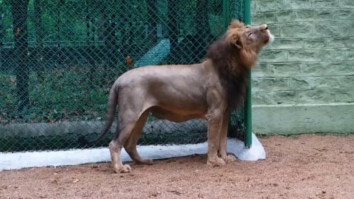 ओरमांझी पार्क पहुंचे शेर ओरमांझी पार्क पहुंचे शेर