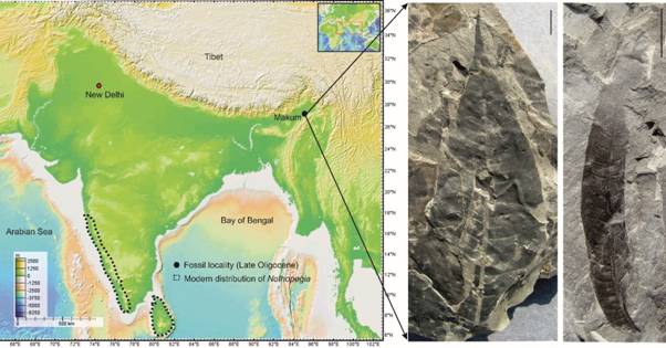 खोज स्थल से जुड़ा प्रतिनिधि चित्र खोज स्थल से जुड़ा प्रतिनिधि चित्र