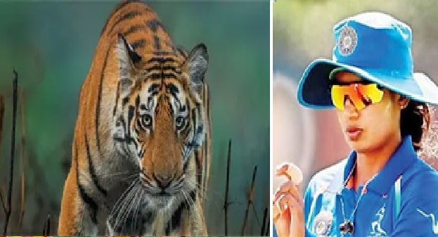 Mitali seen tiger at ramnagar Mitali seen tiger at ramnagar
