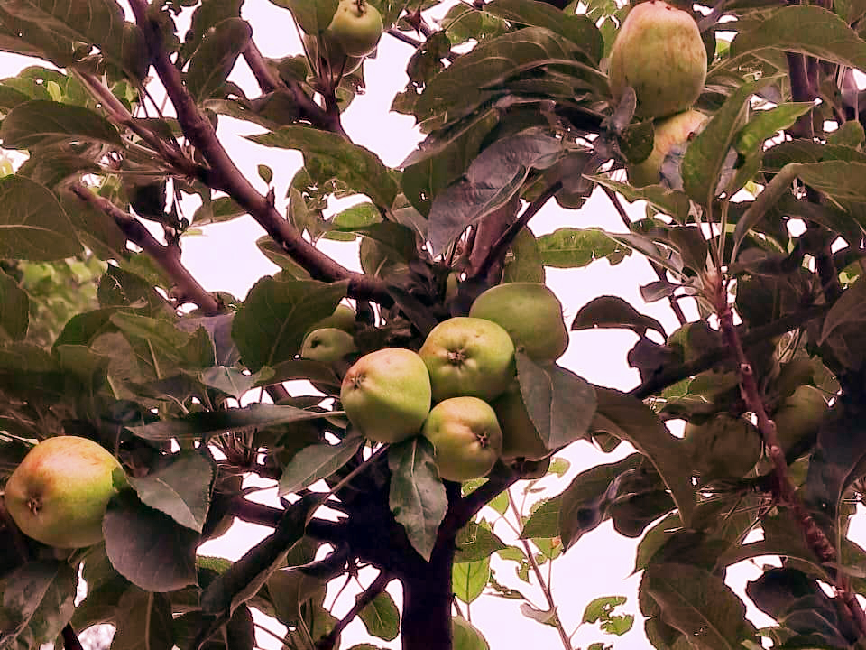 (Red Chief-Red Golden Apples in Shervani Nainital) (Red Chief-Red Golden Apples in Shervani Nainital)