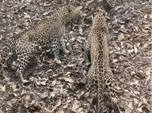 लेपर्ड संघ र्ष लेपर्ड संघ र्ष