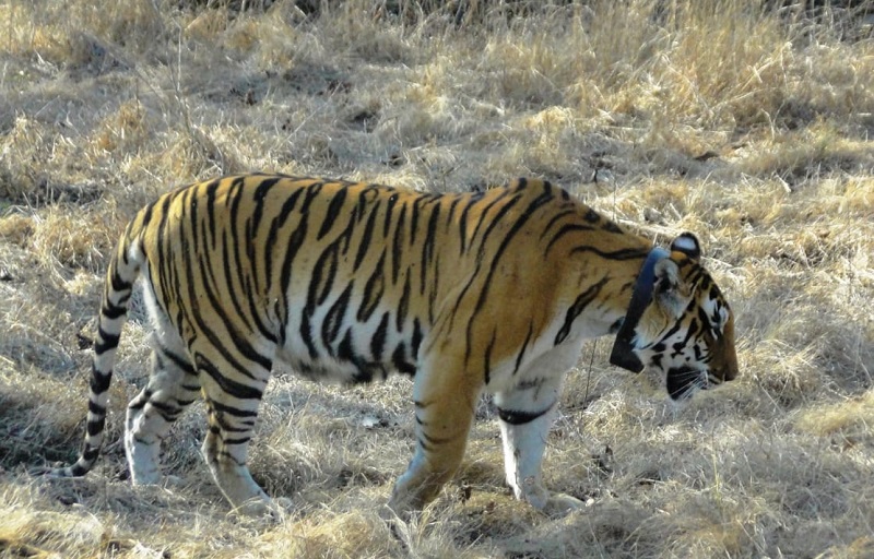 टाइगर रिजर्व टाइगर रिजर्व