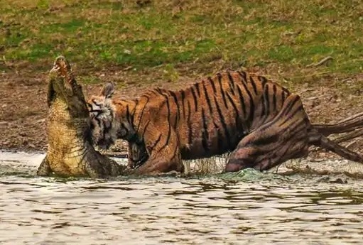 रणथंभौर में प्रसिद्ध बाघिन ‘एरोहेड’ रणथंभौर में प्रसिद्ध बाघिन ‘एरोहेड’