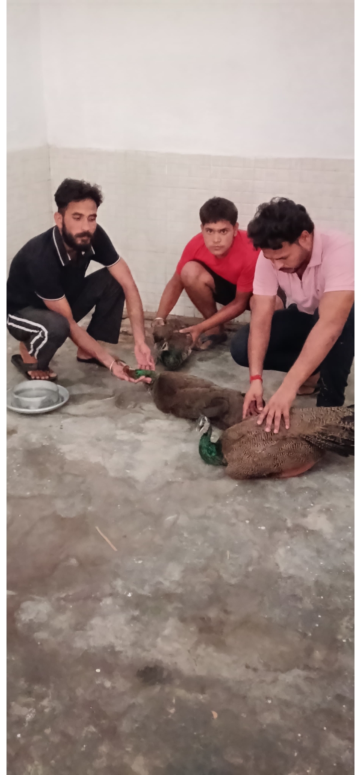 फोटो फोटो