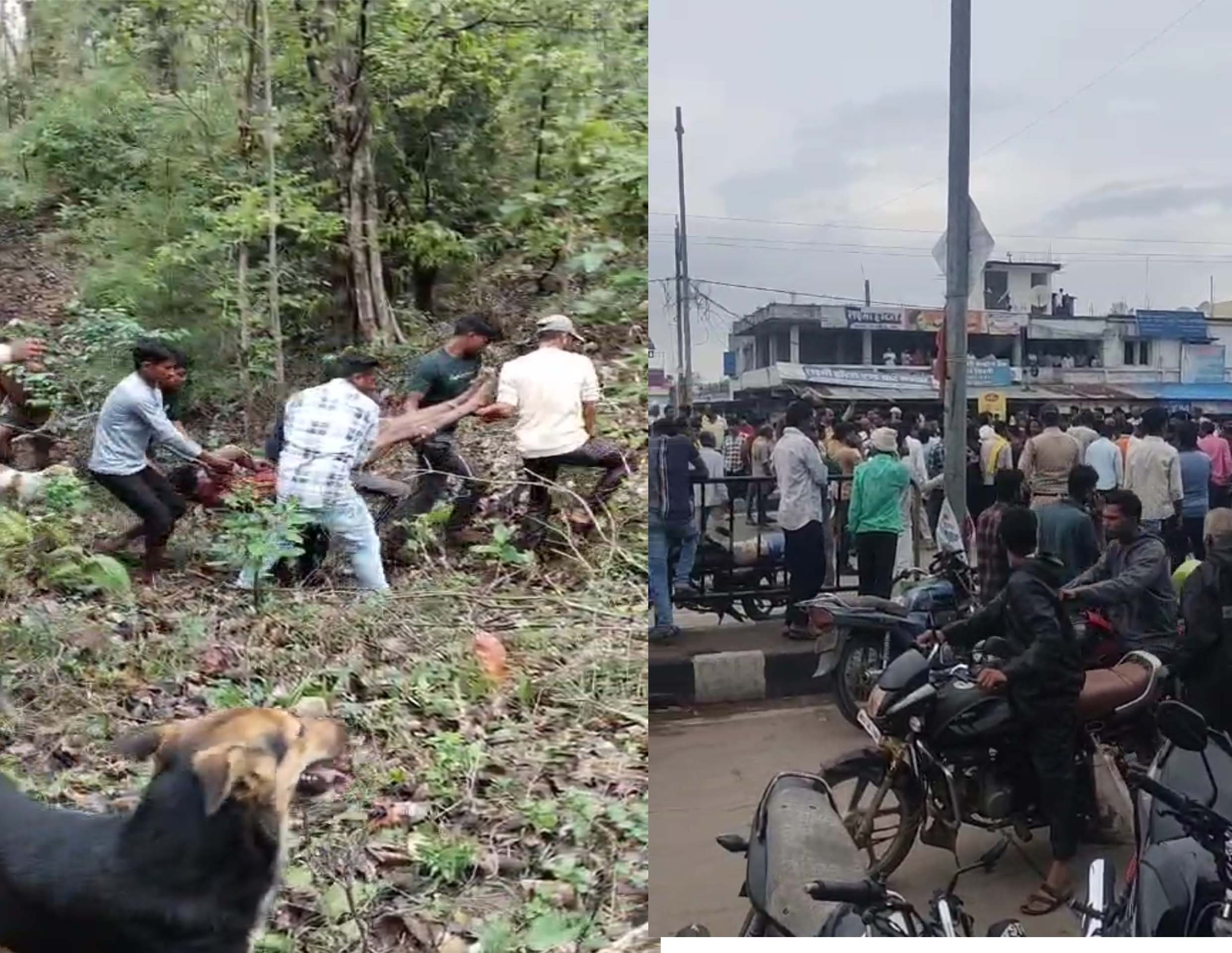 Seoni: One dead due to tiger attack, National Highway 44 jammed for four hours Seoni: One dead due to tiger attack, National Highway 44 jammed for four hours