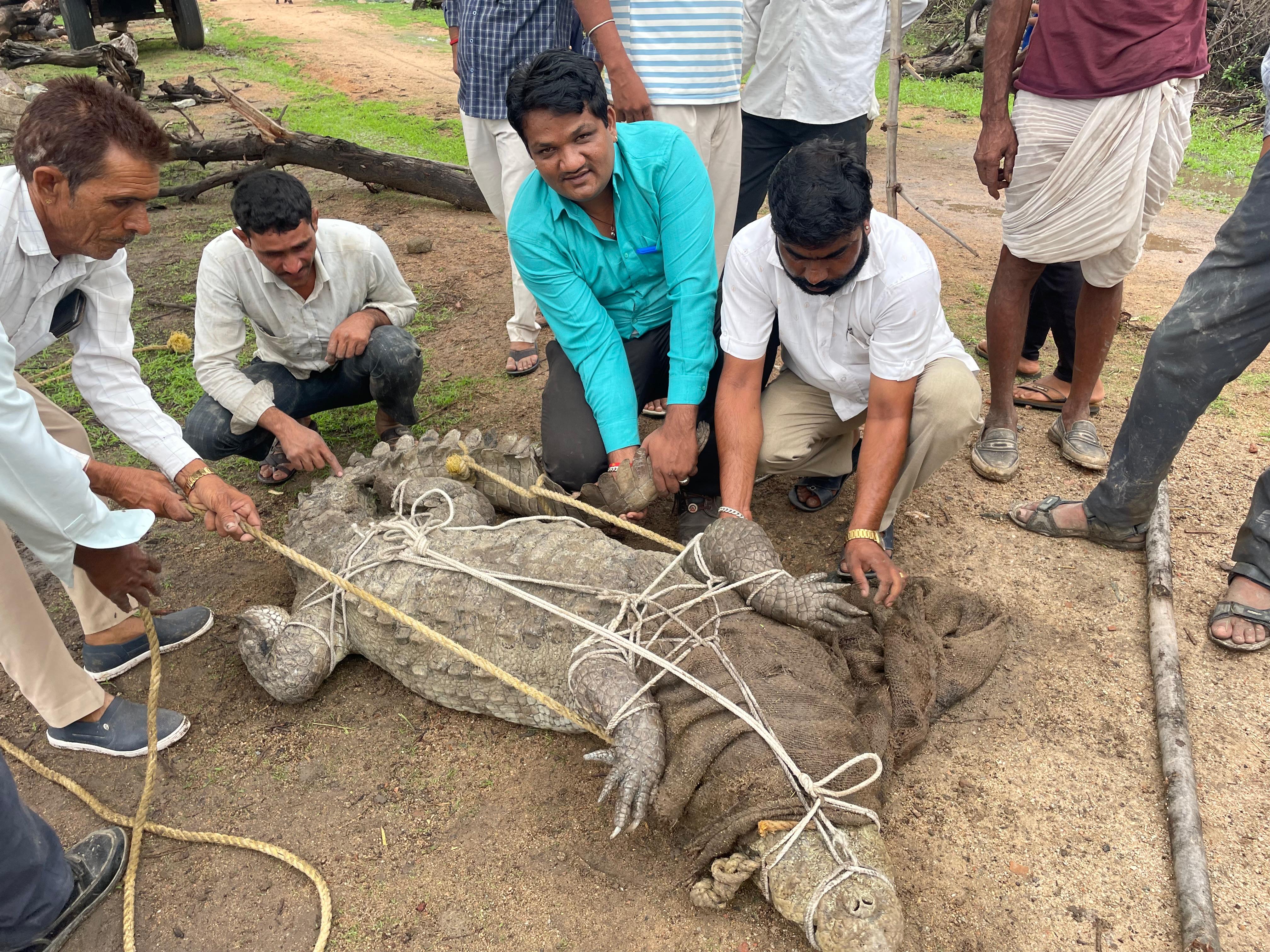 चित्तौड़गढ़ के गंगरार उपखंड क्षेत्र में गांव के निकट पहुंचे मगरमच्छ को किया सुरक्षित रेस्क्यू। चित्तौड़गढ़ के गंगरार उपखंड क्षेत्र में गांव के निकट पहुंचे मगरमच्छ को किया सुरक्षित रेस्क्यू।