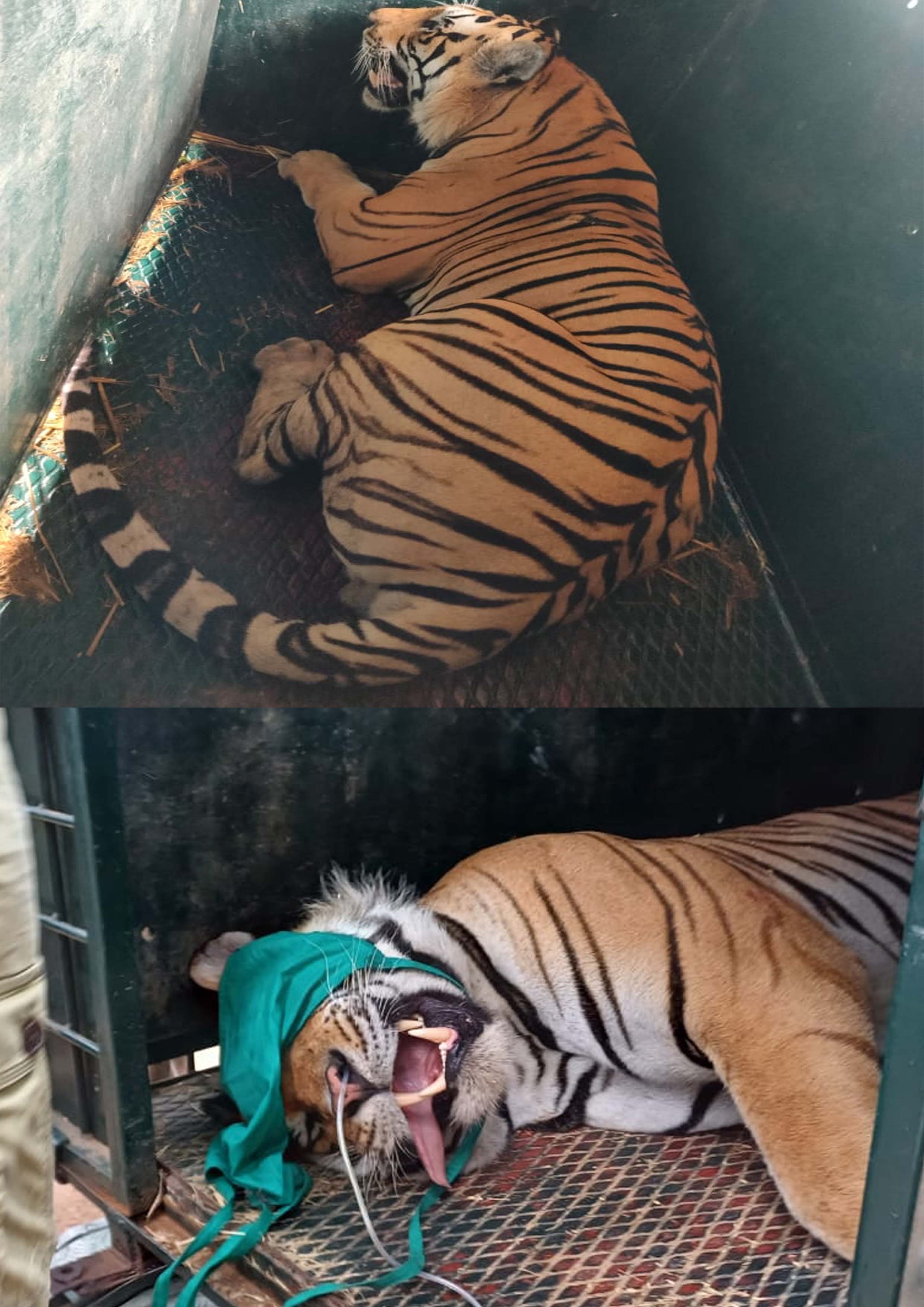 Seoni: Safe rescue of attacking tiger Seoni: Safe rescue of attacking tiger