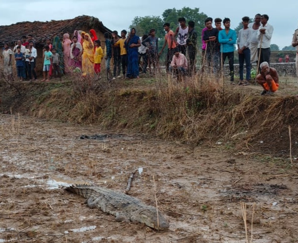 खेतों के रास्ते बस्ती की ओर बढ़ता मगरमच्छ। खेतों के रास्ते बस्ती की ओर बढ़ता मगरमच्छ।