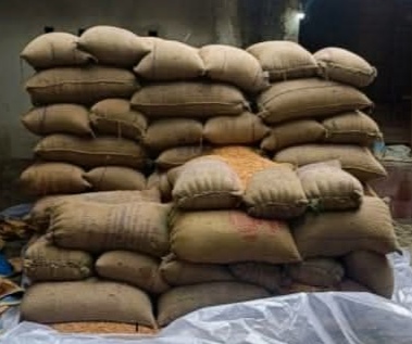 अररिया फोटो:बरामद मक्का अररिया फोटो:बरामद मक्का