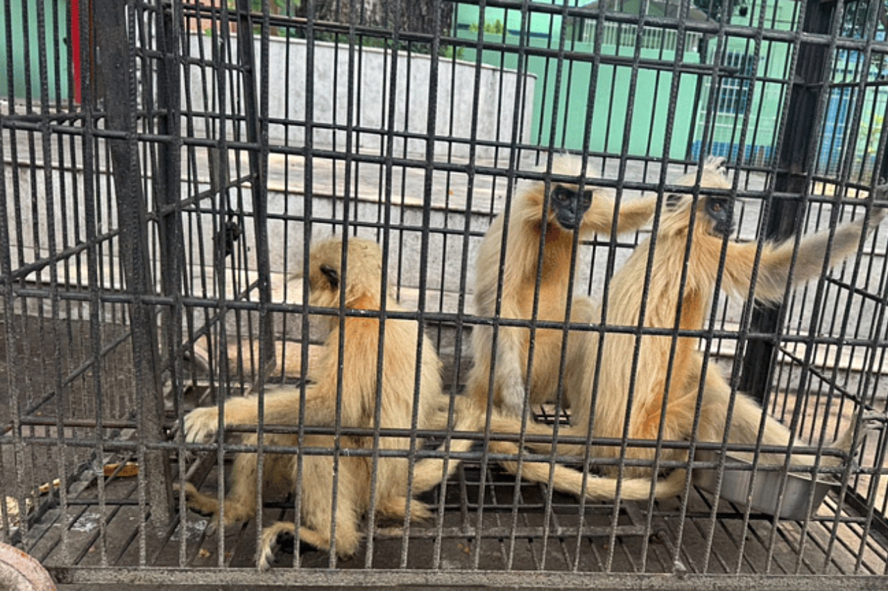 गोल्डेन मंकी गोल्डेन मंकी