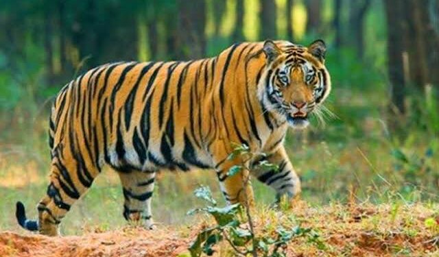 कार्बेट पार्क कार्बेट पार्क