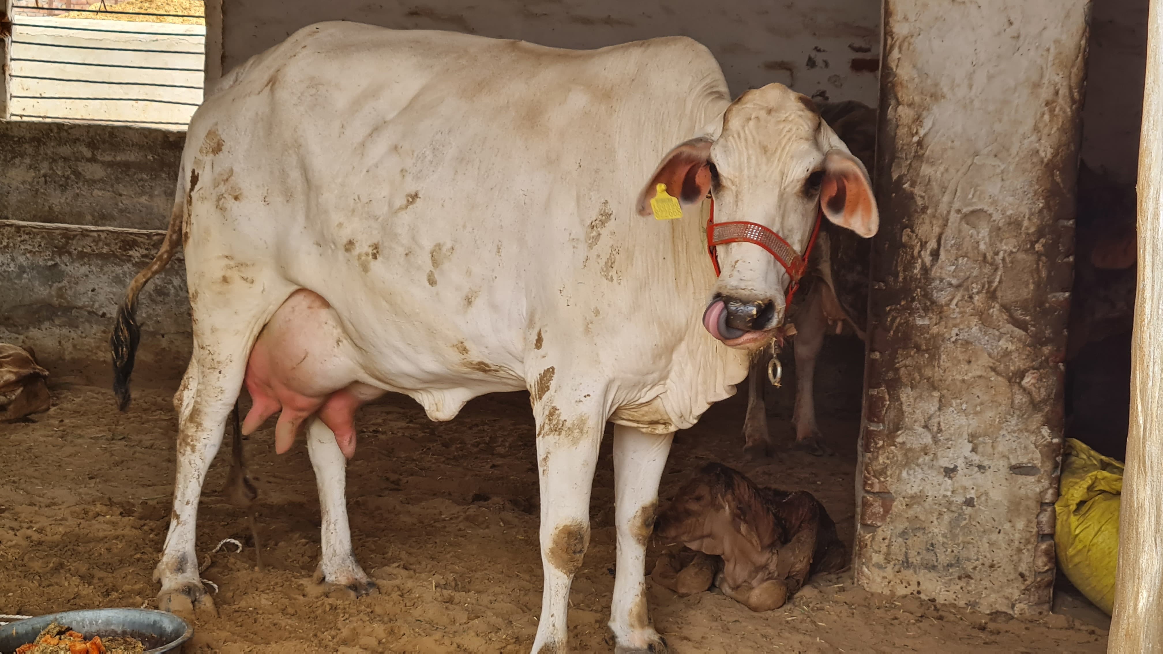 एक लाख 33 हजार में बिकी थारपारकर नस्ल की गाय। एक लाख 33 हजार में बिकी थारपारकर नस्ल की गाय।