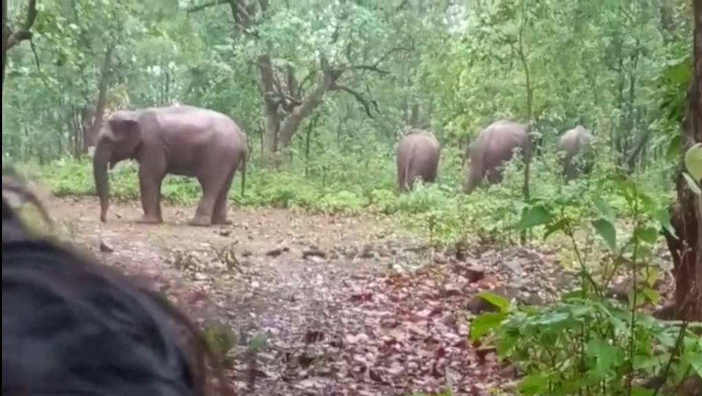चाराे हाथी विचरण करते चाराे हाथी विचरण करते