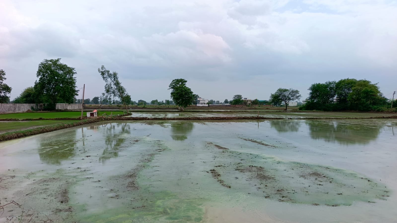 खेतों में रोपाई के लिए खेत की मताई की गई है। खेतों में रोपाई के लिए खेत की मताई की गई है।