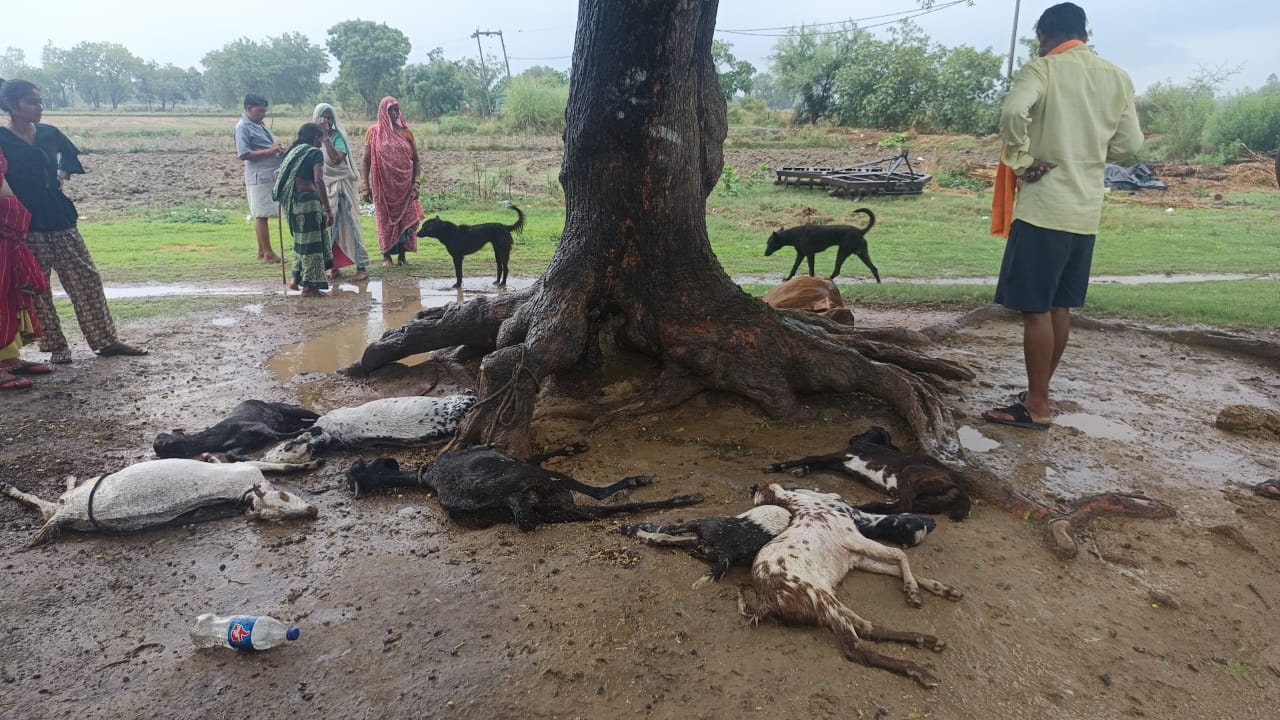 मृत बकरी मृत बकरी
