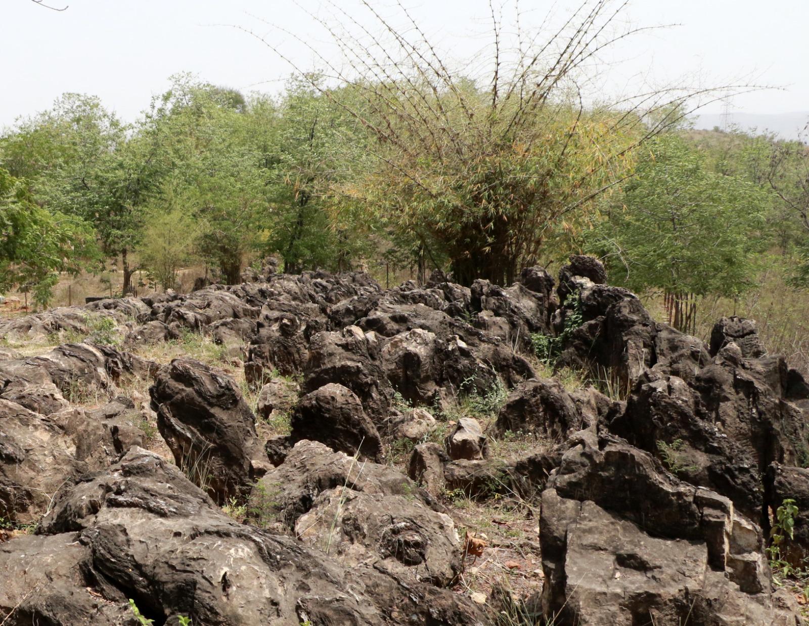 सोनभद्र में अंतरराष्ट्रीय स्तर पर फॉसिल्स पार्क को फोटो। सोनभद्र में अंतरराष्ट्रीय स्तर पर फॉसिल्स पार्क को फोटो।