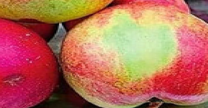 Nectarine fruit Nectarine fruit