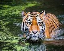 रेस्क्यू सेंटर रेस्क्यू सेंटर